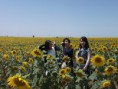 /album/fotogaleria/girasoles-finca-san-ygnacio-17-jpg/